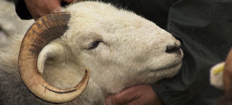 herdwick