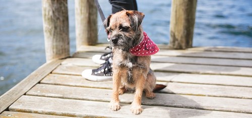 Dog on jetty